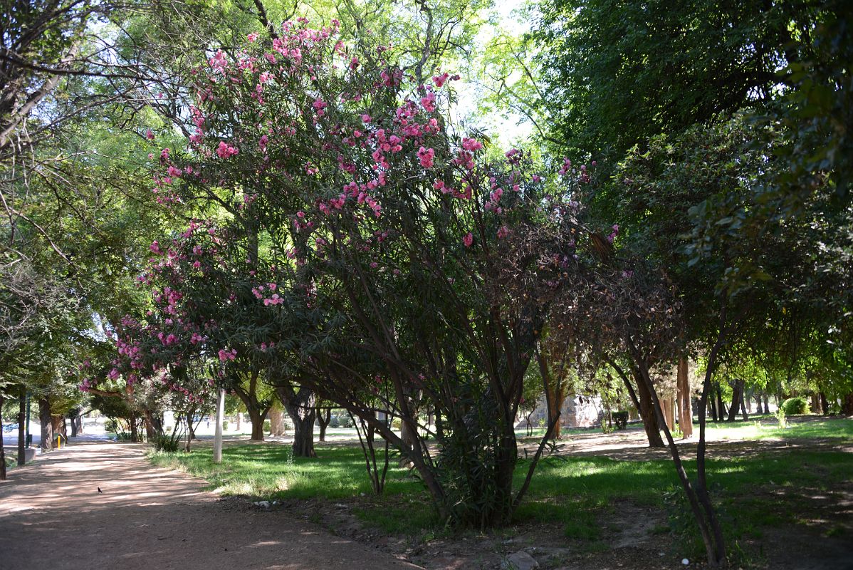 14-10 Trees In Mendoza Parque General San Martin